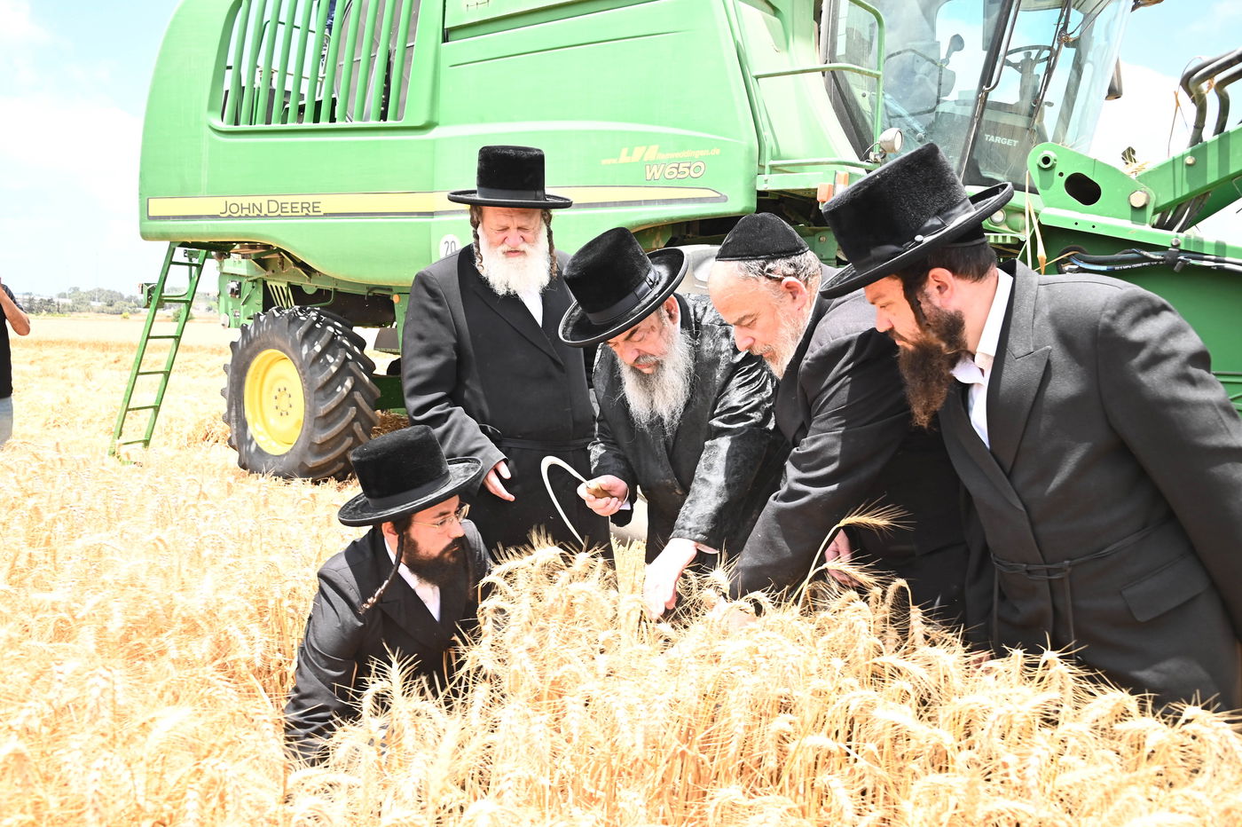 האדמו"ר מלעלוב בקצירת חיטים