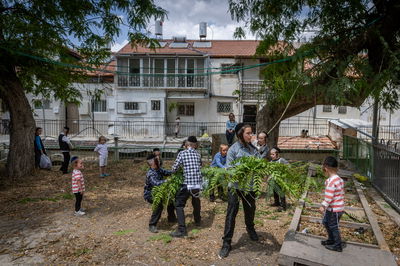 ילדים אוספים ענפים במאה שערים לקישוט הבית לחג השבועות