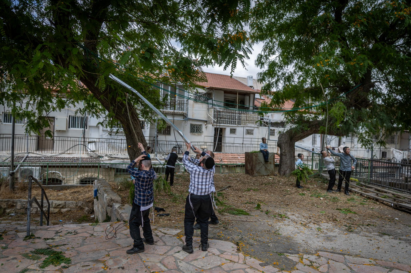 ילדים אוספים ענפים במאה שערים לקישוט הבית לחג השבועות