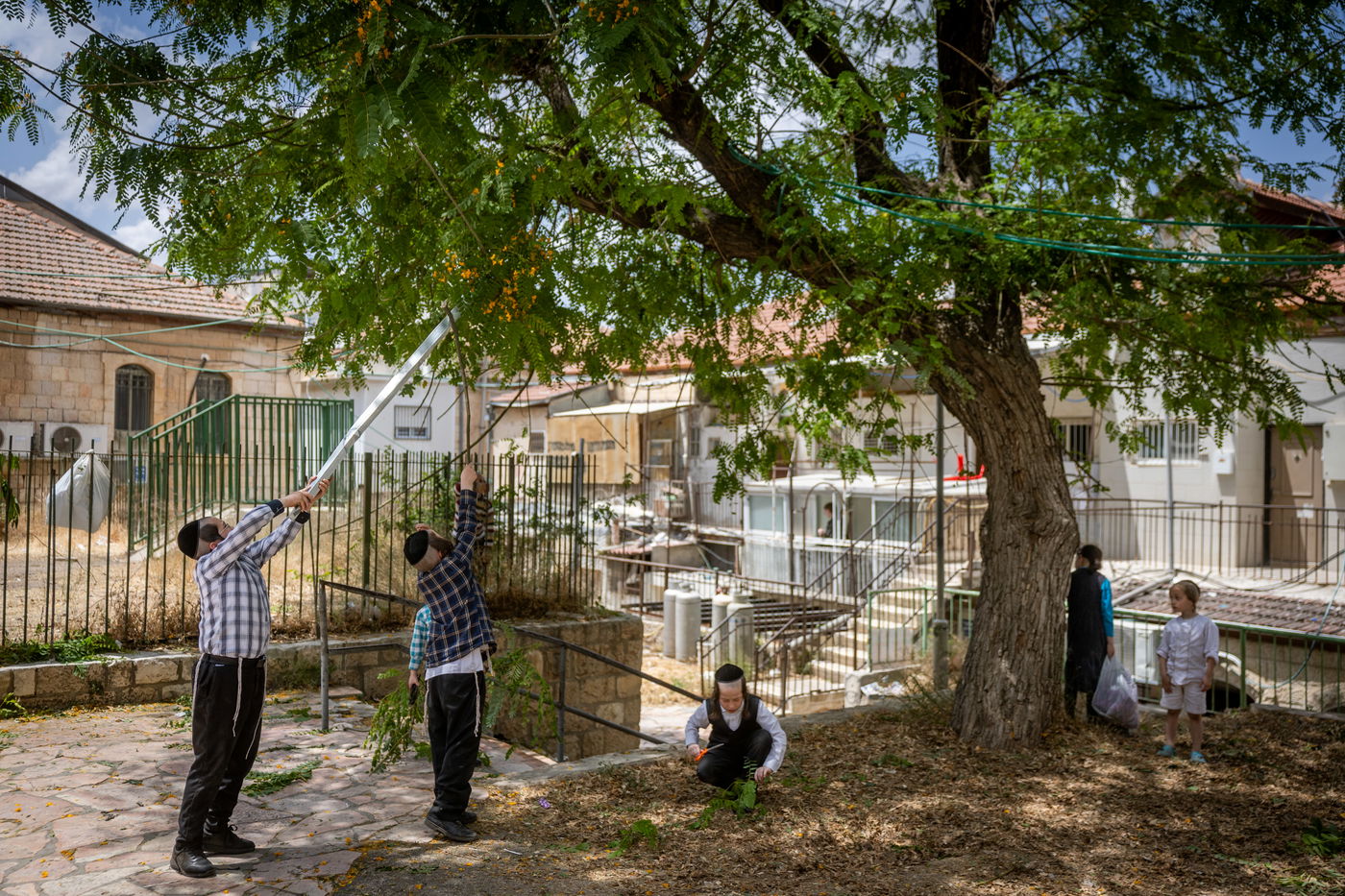 ילדים אוספים ענפים במאה שערים לקישוט הבית לחג השבועות