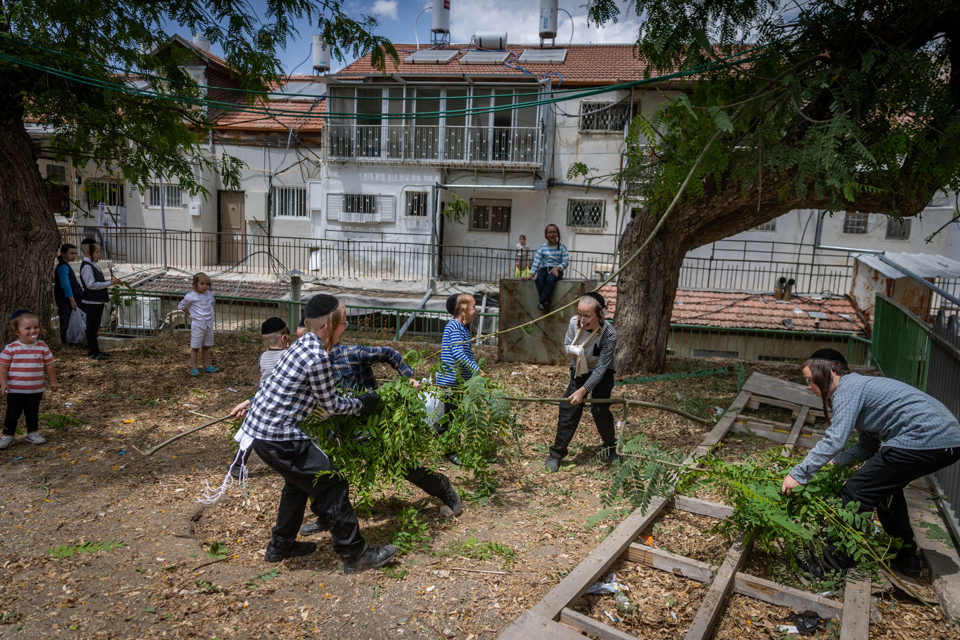 ילדים אוספים ענפים במאה שערים לקישוט הבית לחג השבועות