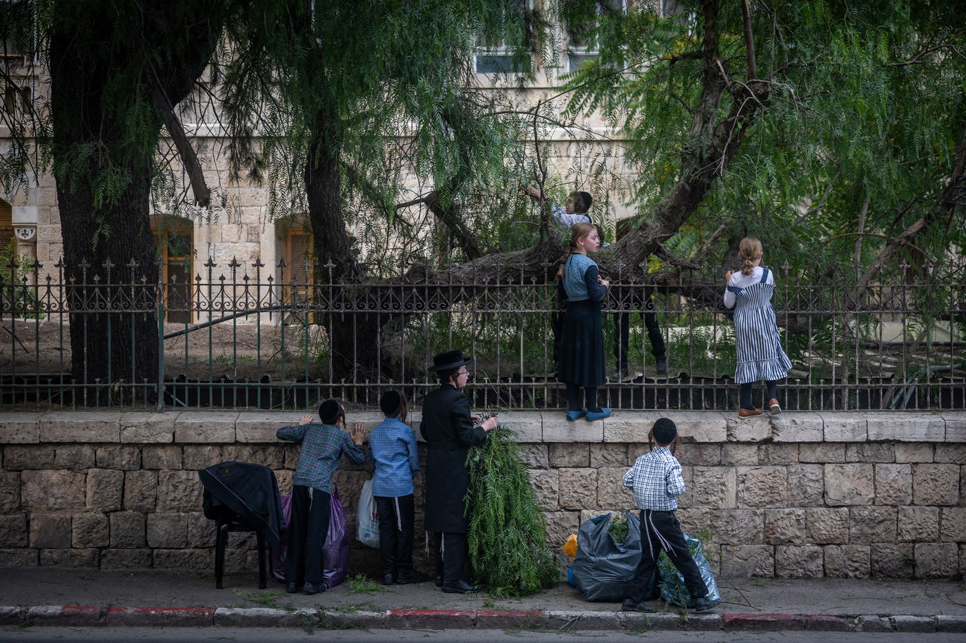 ילדים אוספים ענפים במאה שערים לקישוט הבית לחג השבועות