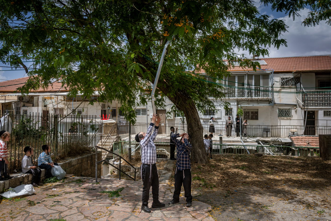 ילדים אוספים ענפים במאה שערים לקישוט הבית לחג השבועות