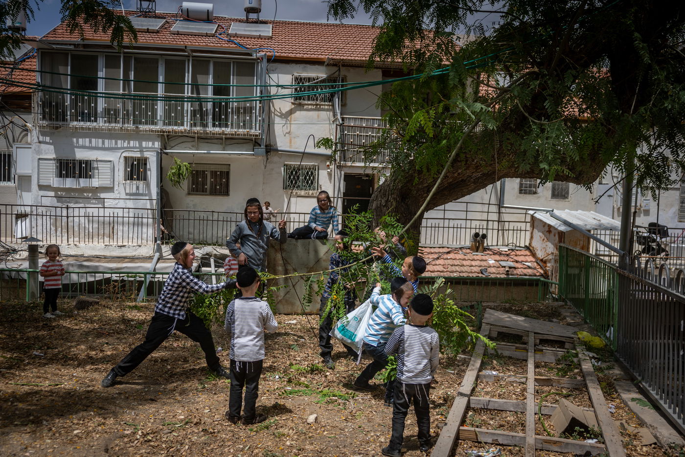ילדים אוספים ענפים במאה שערים לקישוט הבית לחג השבועות