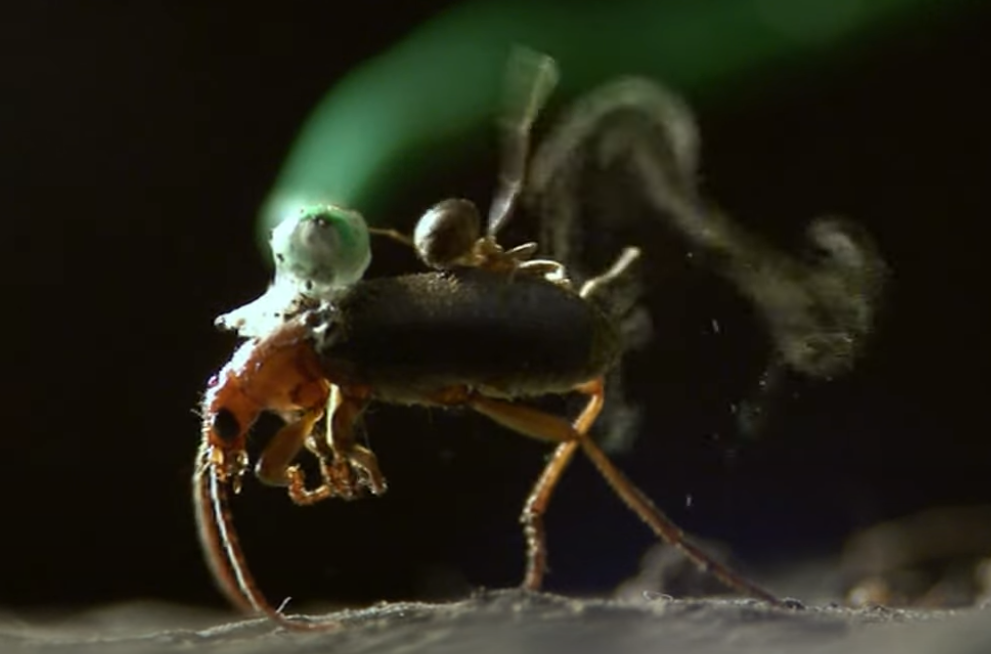 העשן שמפיקה החיפושית כחלק מהתהליך התגוננות מנמלה שעלתה עליה
