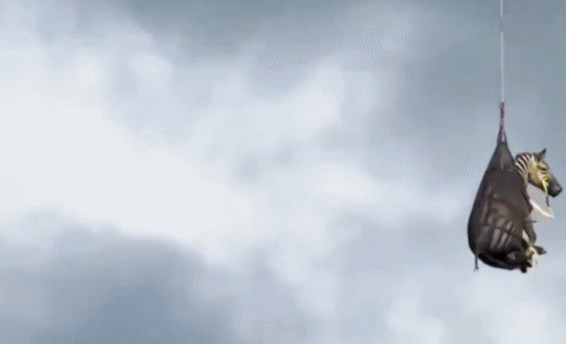 "זברה בשקית": זה ההסבר מאחורי הסרטון שחרך את הרשת 