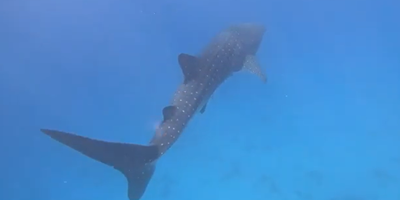 כריש לוויתני באילת