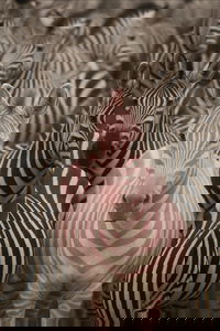 להיות השונה בעדר