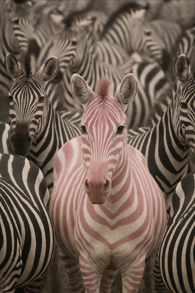 להיות השונה בעדר