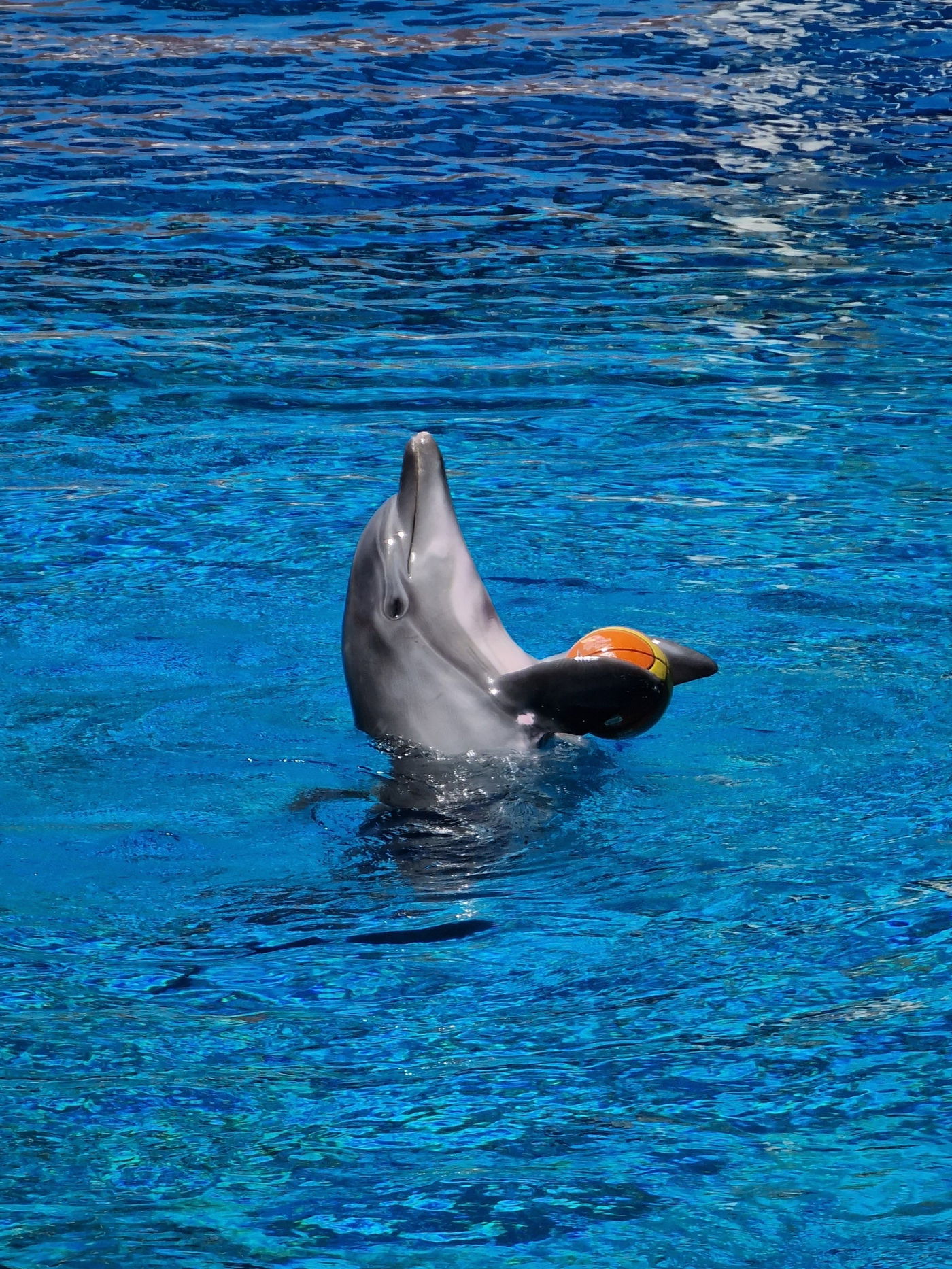 דולפין משחק בכדור בהופעה בפארק מים בטורקיה