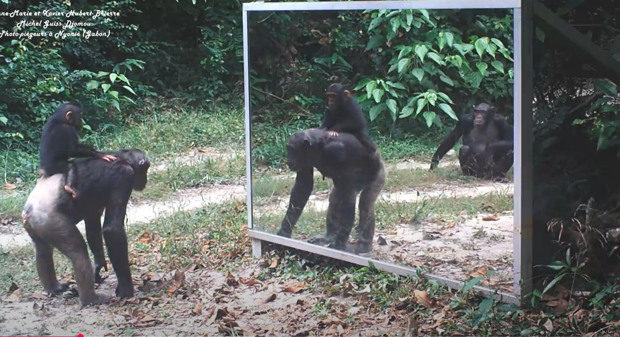 שימפנזים במהלך מבחן המראה