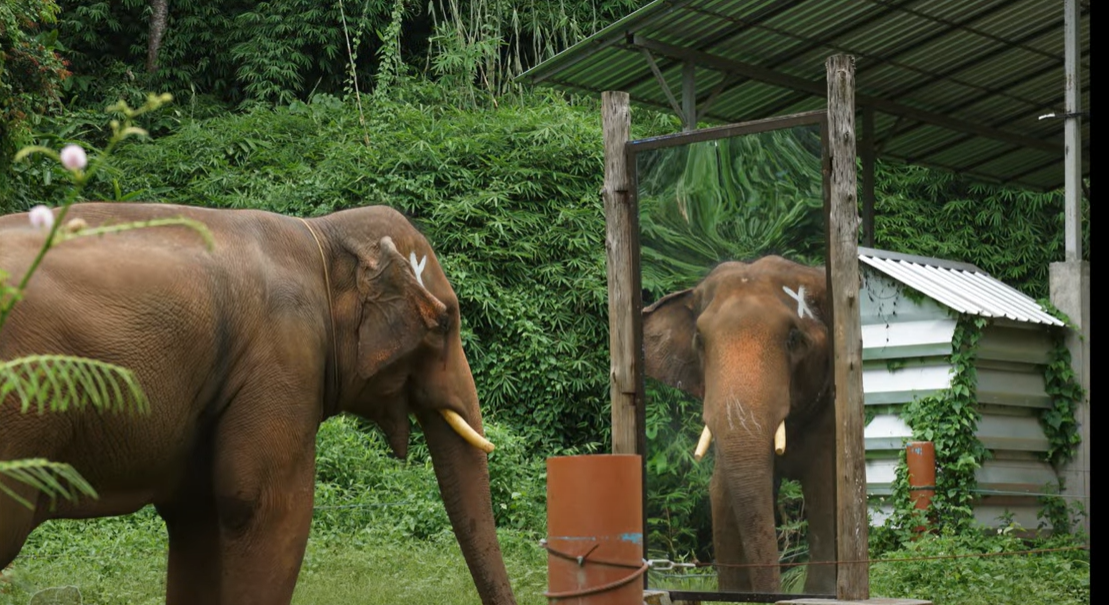 מבחן המראה לפיל. הסימן הלבן מצויר כאיקס על ראש הפיל