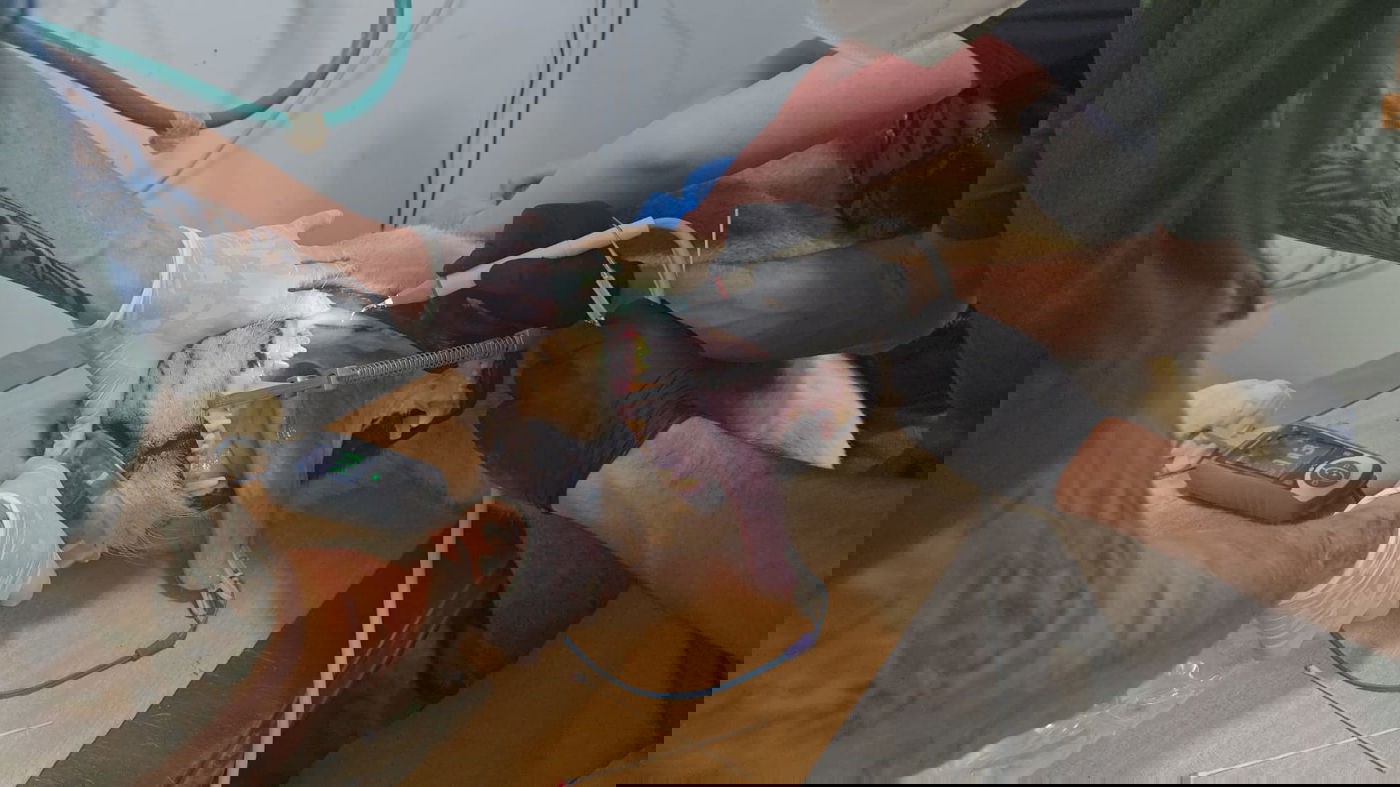 עוברת טיפול שיניים