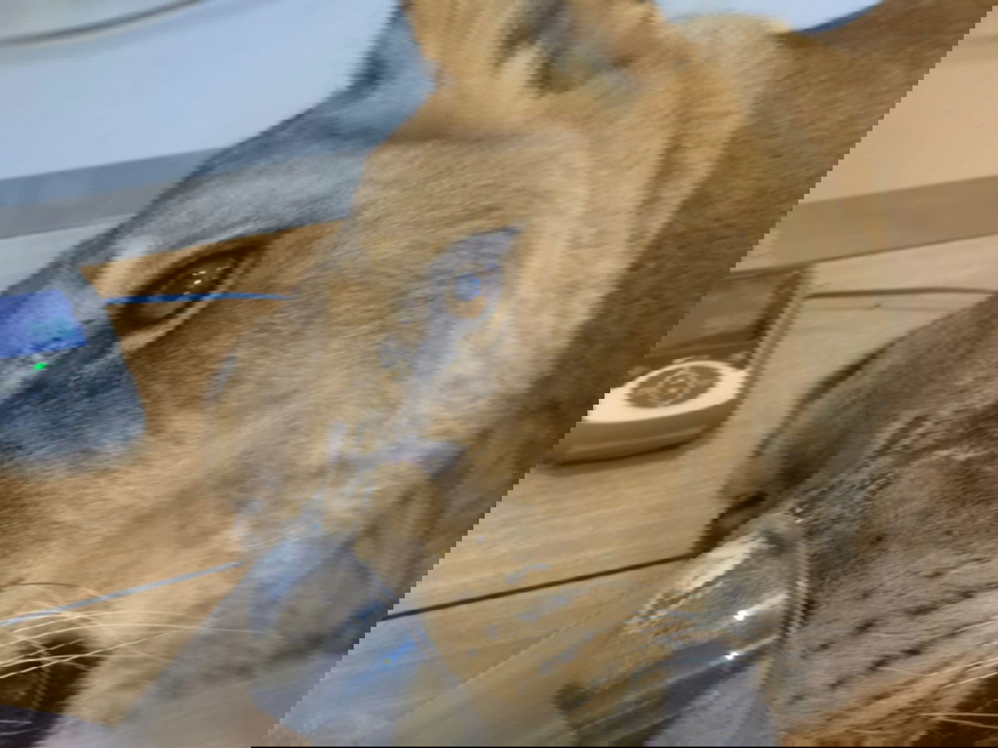 עוברת טיפול שיניים