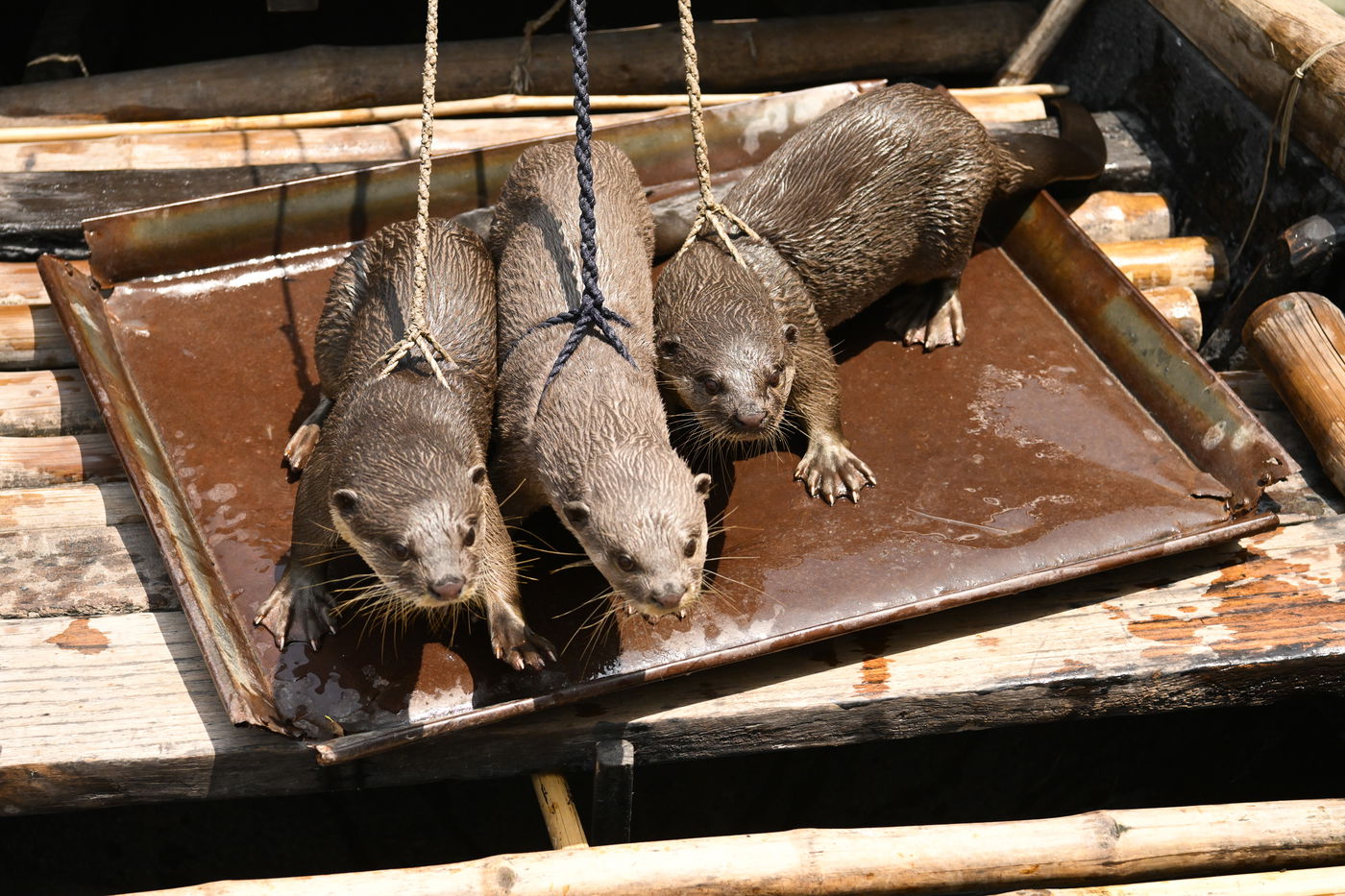 מסע מרתק בבנגלדש