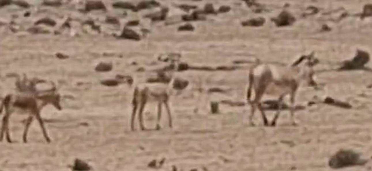 העיירים בנגב