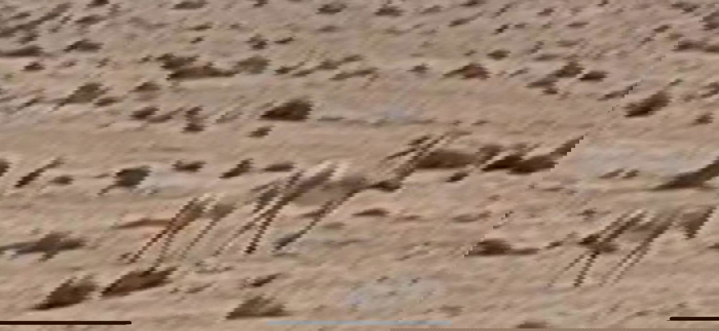 העיירים בנגב