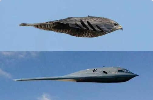 הבז הטורף -השראה עיצובית יוצאת דופן