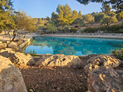 אגמון התמרים ( מתוך ספר "המקומות הנדירים הקדושים והרטובים בארץ ישראל")