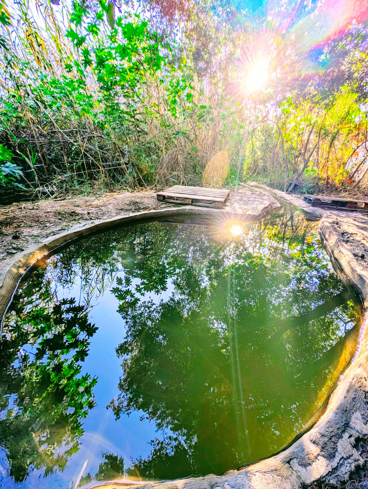 מעיינות נדירים בבית שמש מתוך ספר "המקומות הנדירים הקדושים והרטובים בארץ ישראל"