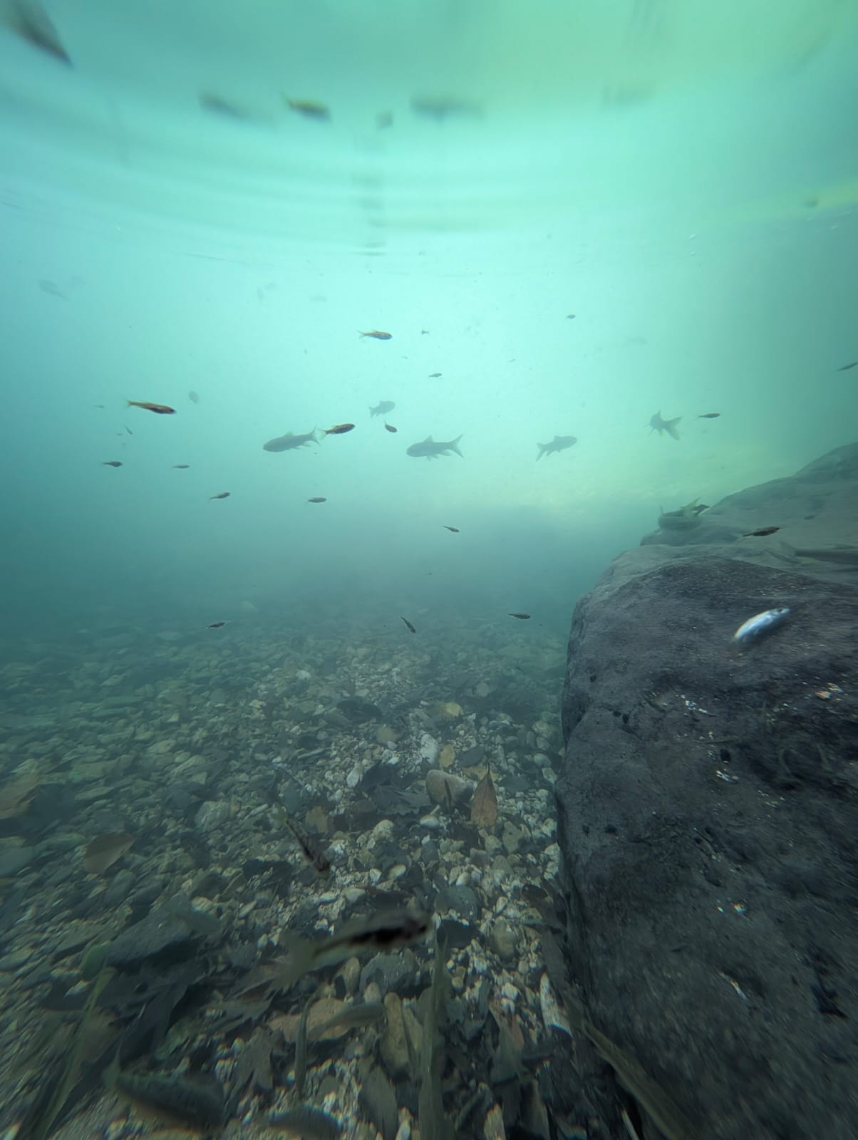 מעיינות נדירים מתוך ספר "המקומות הנדירים הקדושים והרטובים בארץ ישראל"