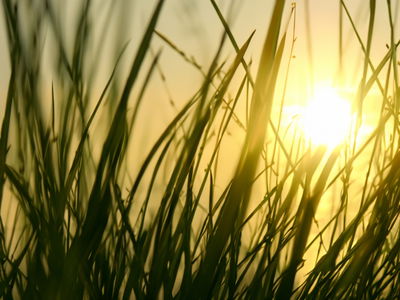 השמש, מאירה כשהיא מחוברת לרצון האמיתי שלה