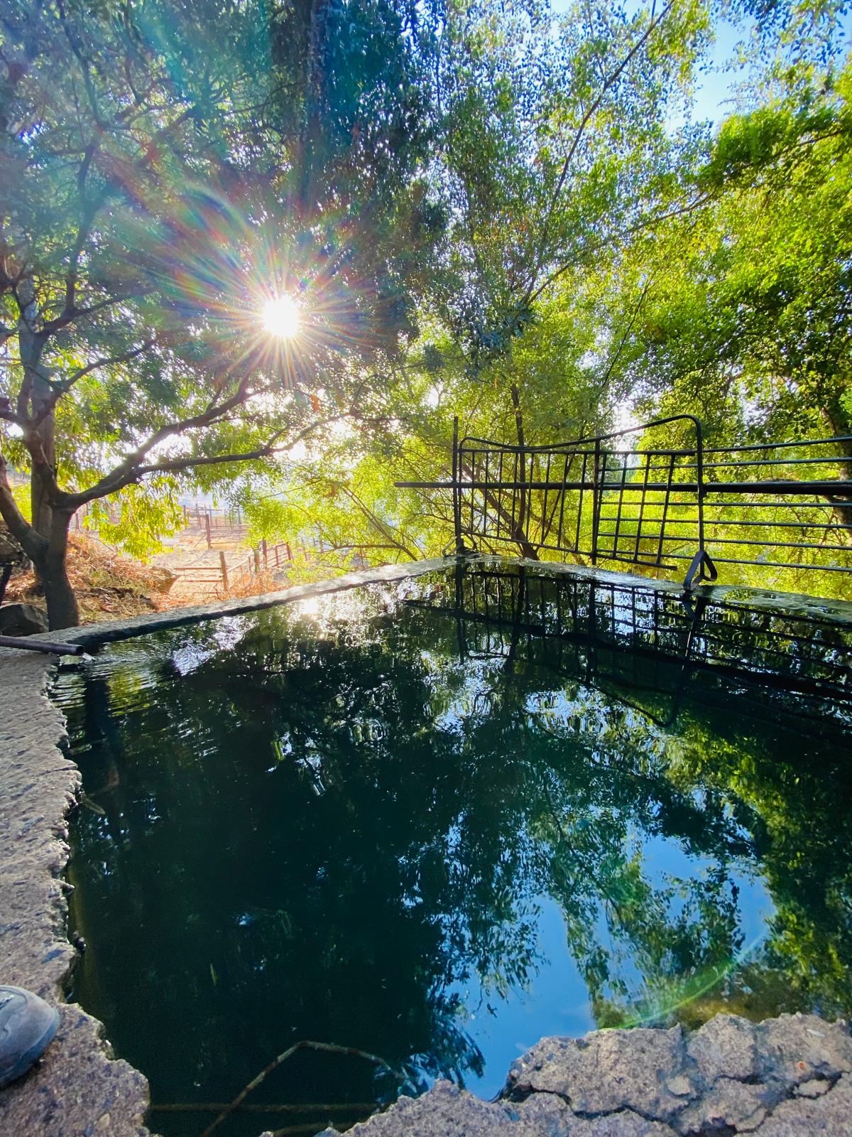 מעיינות נדירים מתוך ספר "המקומות הנדירים הקדושים והרטובים בארץ ישראל"