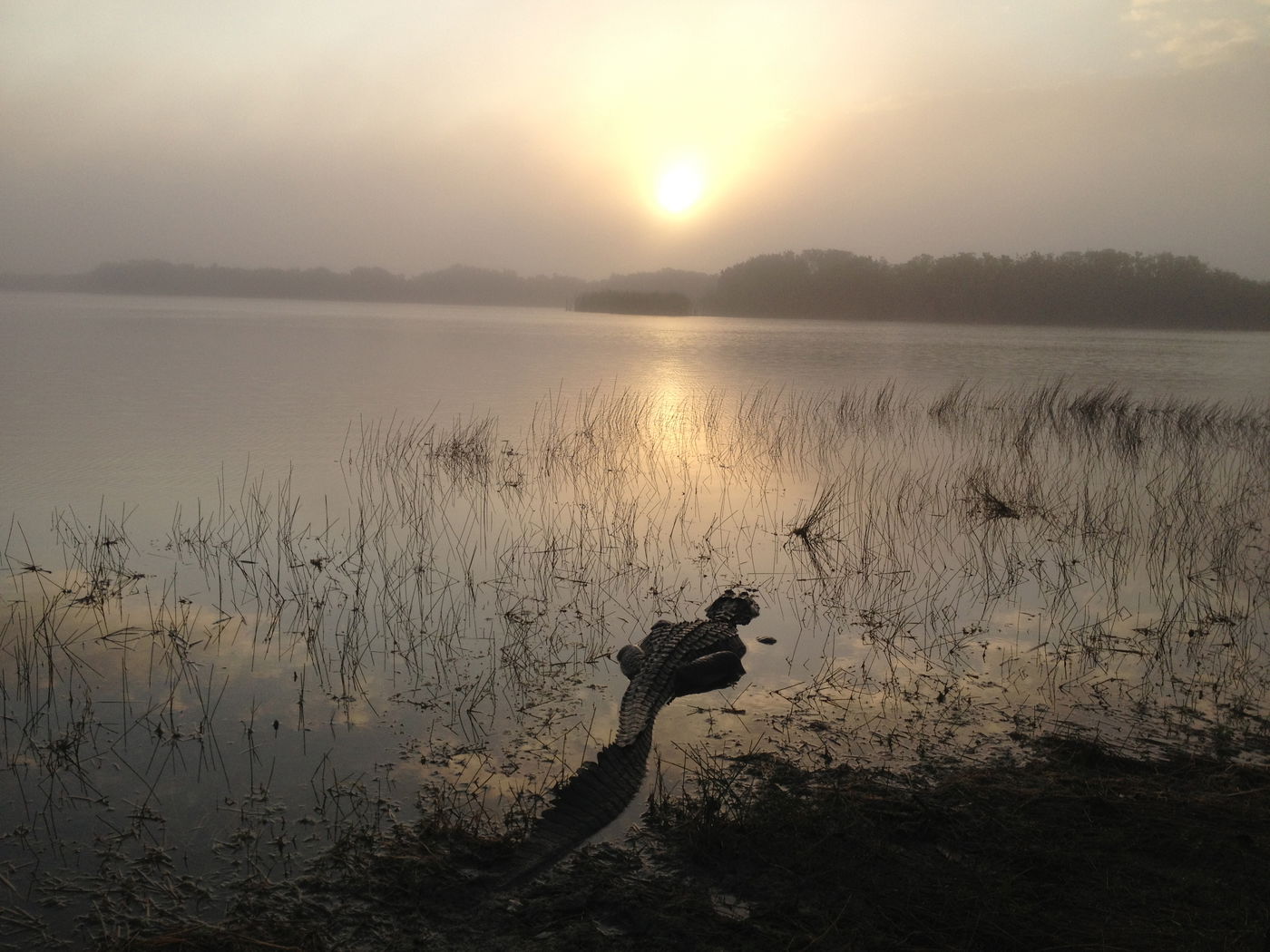 סוהר מקומי - תנין בלב ביצות האוורגליידס