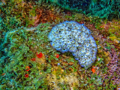 שבלול הים מהסוג אליסיה (בצבע כחול)