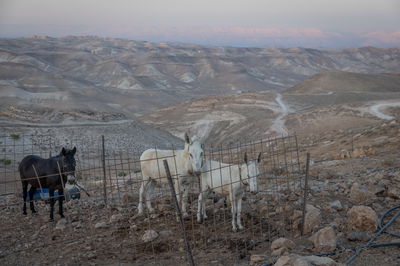 התחזית: עומסי חום כבדים עד קיצוניים | מחר: ירידה בטמפרטורות 