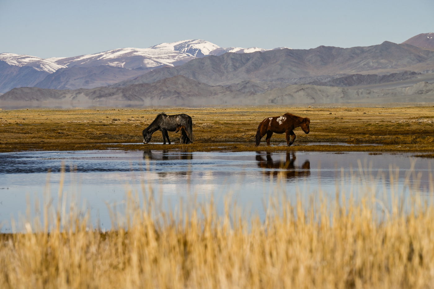 מסע נדיר למונגוליה