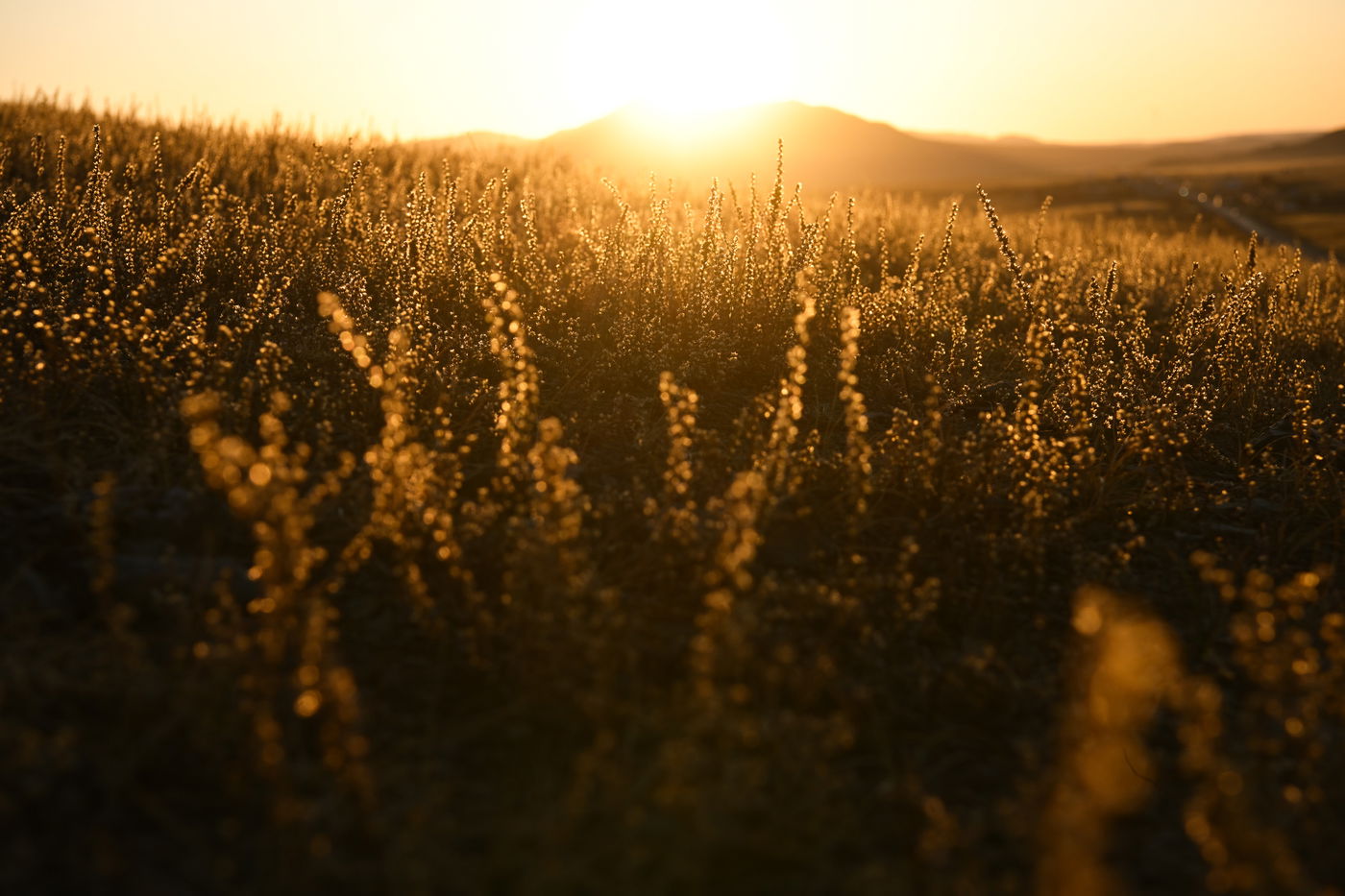 מסע נדיר למונגוליה