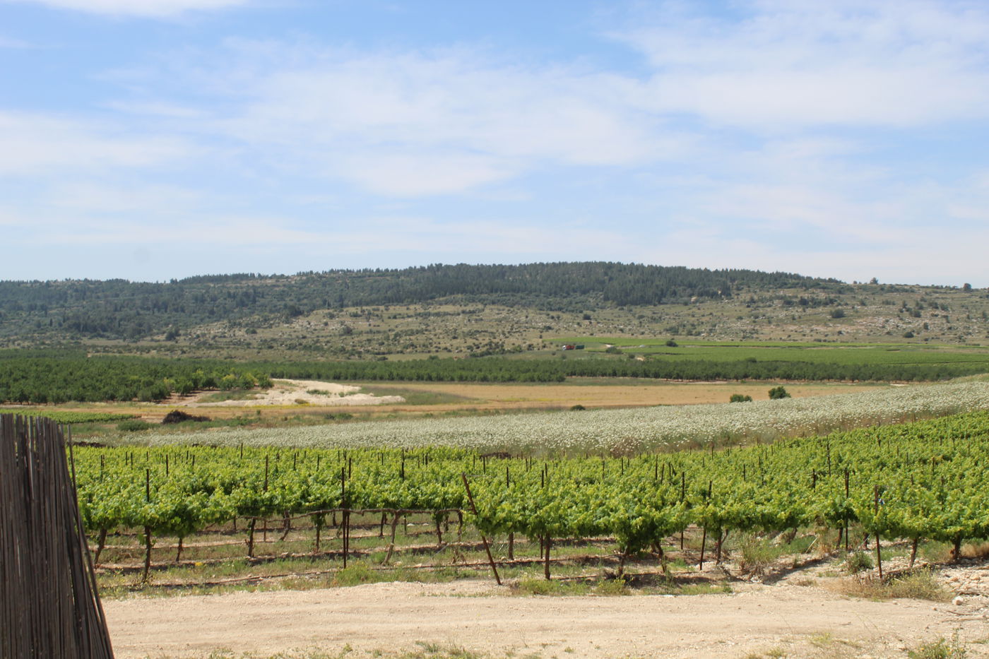 תצפית כרמים ואבני אלגביש
