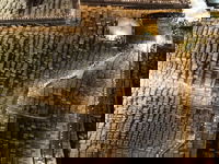 האלפים בציון האור החיים זיע"א