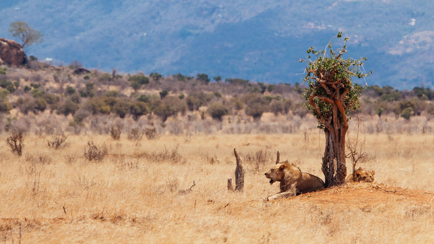 צמאי דם אדם - אריות צבוא נטולות רעמה  - הפארק הלאומי מזרח צאבו, קניה.