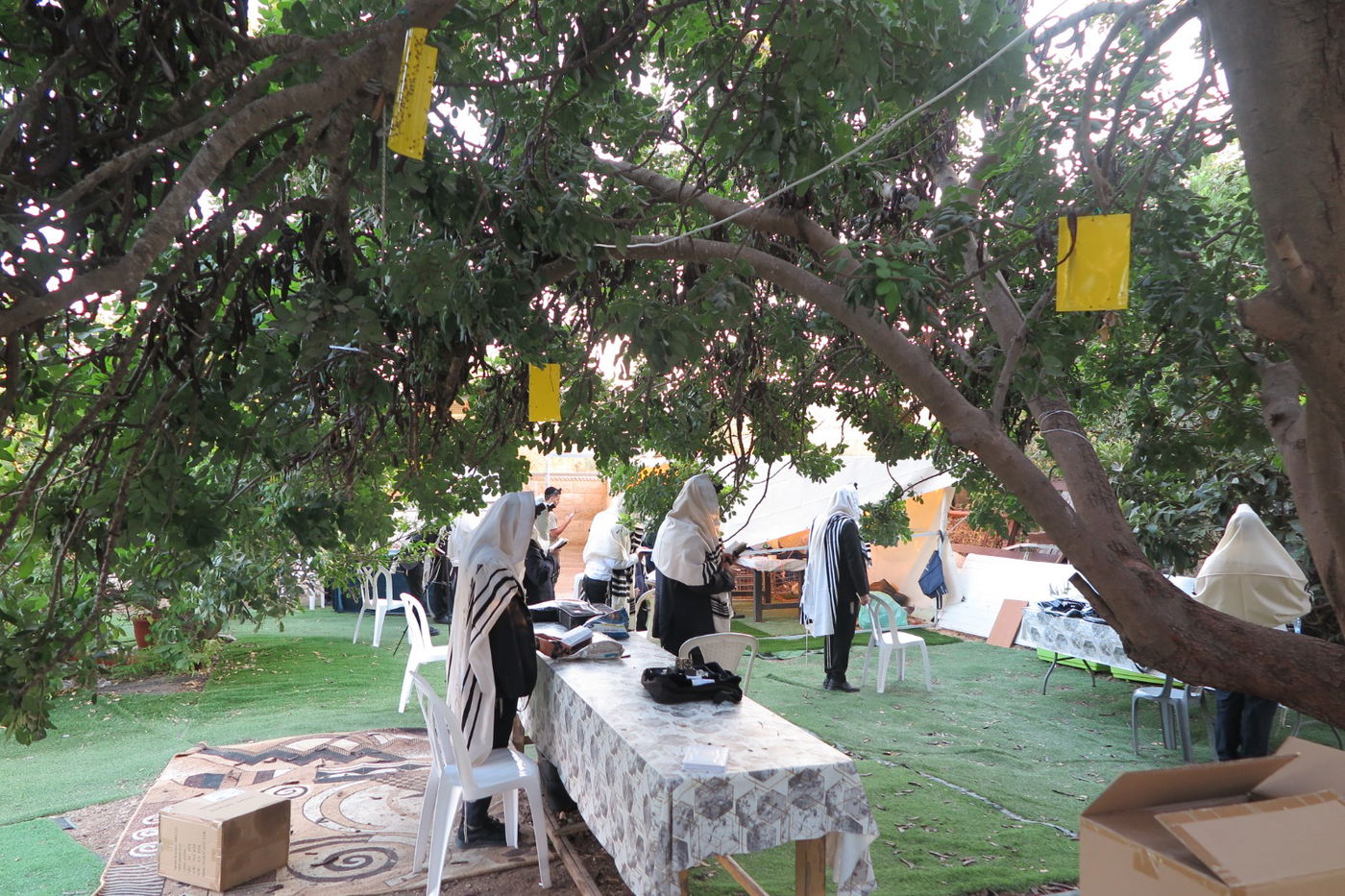 הילולת הצדיק מעג'ור