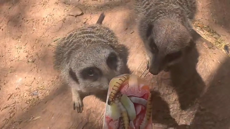 הארטיק של הסוריקטות