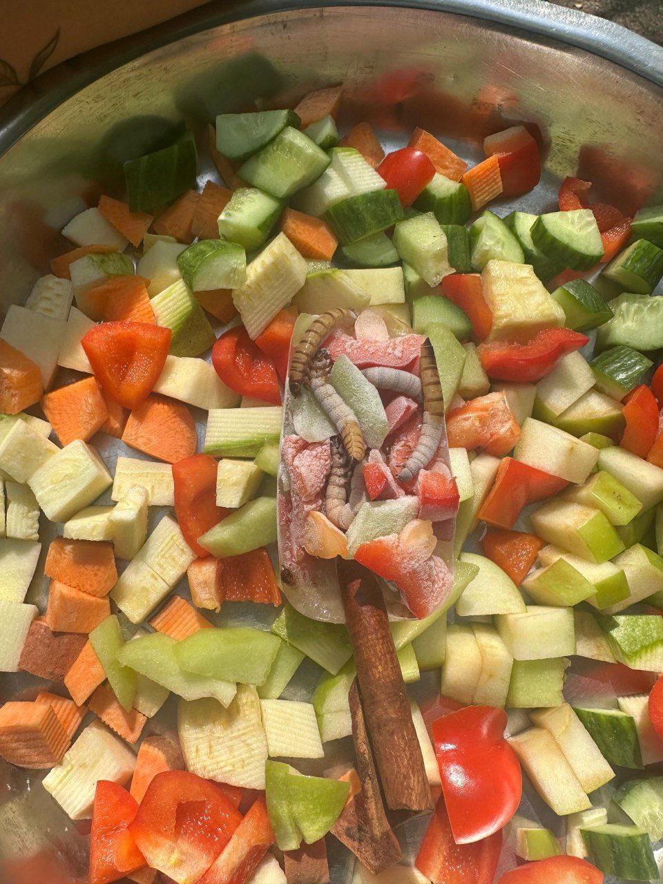 הארטיק של הסוריקטות