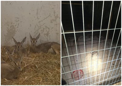 הלוחמים נדהמו מה'מציאה' בכפר: שלושה עופרים קטנטנים של צבי ארץ ישראלי