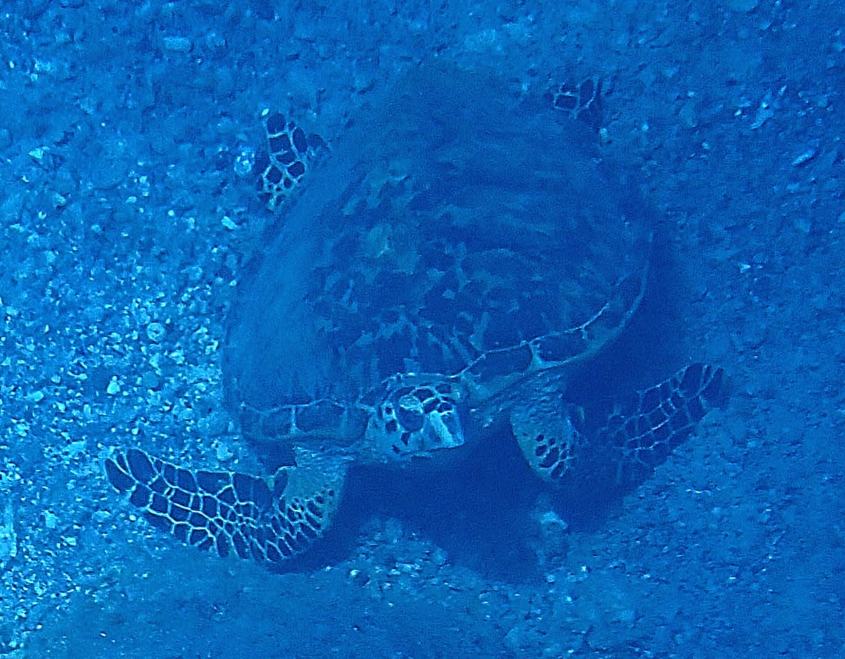 תיעוד מיוחד: ברקודה תוקפת צב בלב ים | צפו