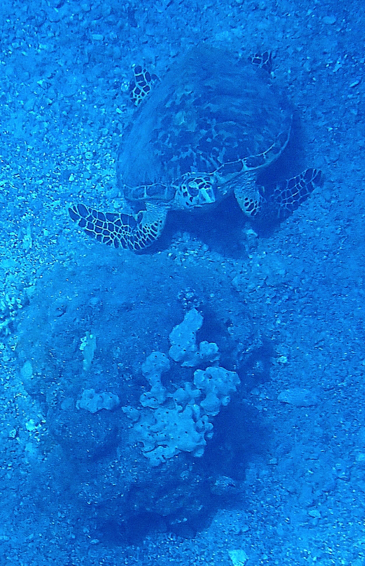 תיעוד מיוחד: ברקודה תוקפת צב בלב ים | צפו