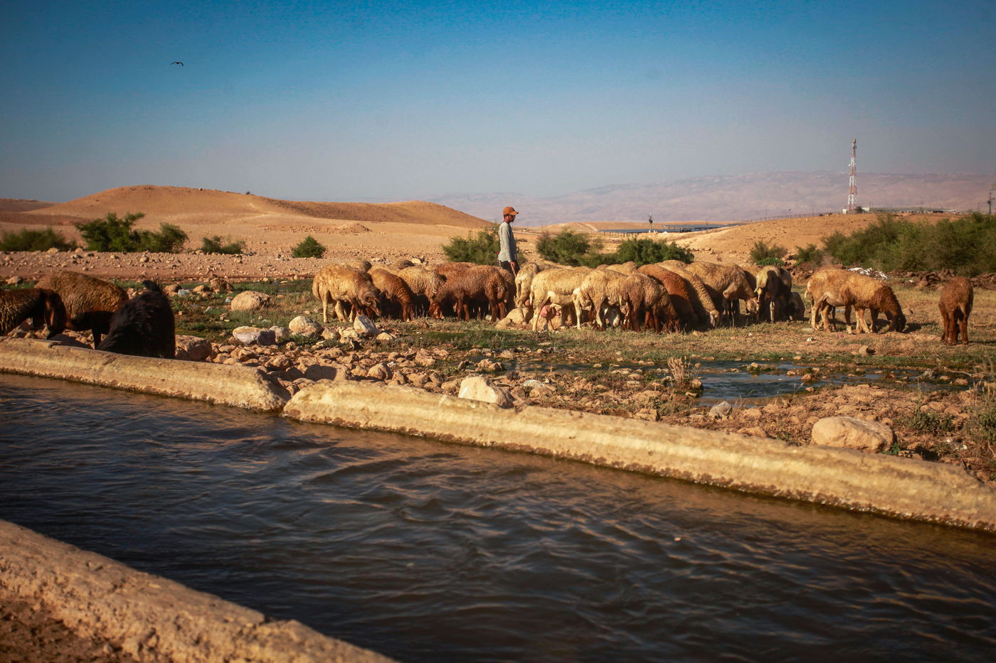 רועה יהודי רועה את צאנו בעמק הירדן