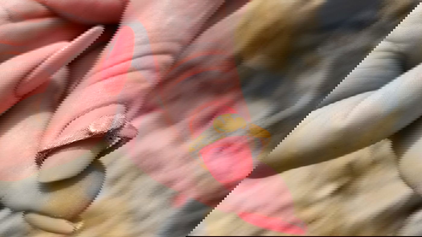 הממצאים שהתגלו במקום