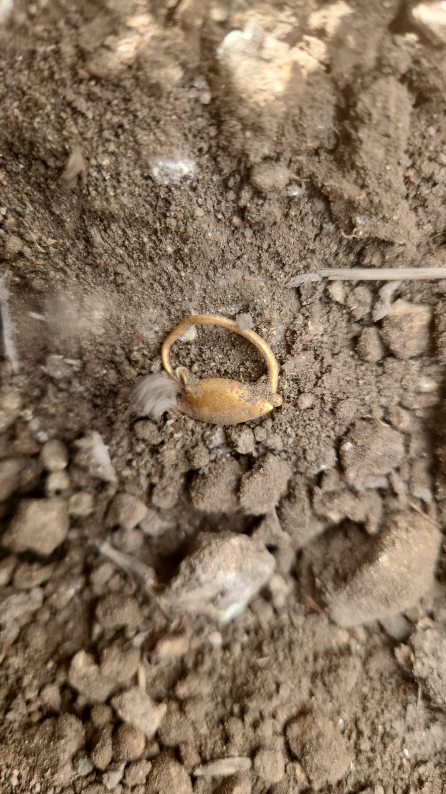 הממצאים שהתגלו במקום