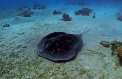 תצפית נדירה במיוחד: זה מה שמצאו בעומק הים בעיר אילת