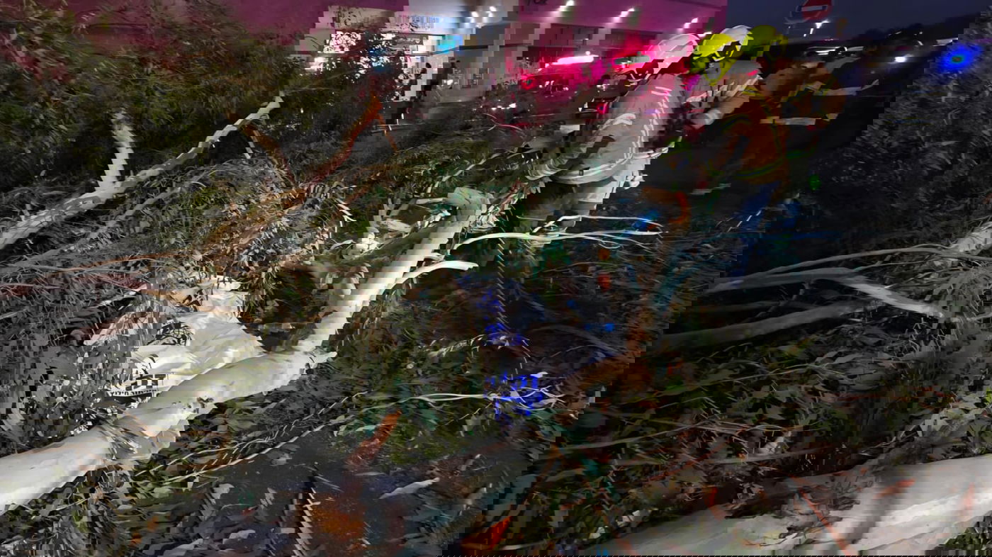 זירת קריסת העץ