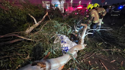 זירת קריסת העץ