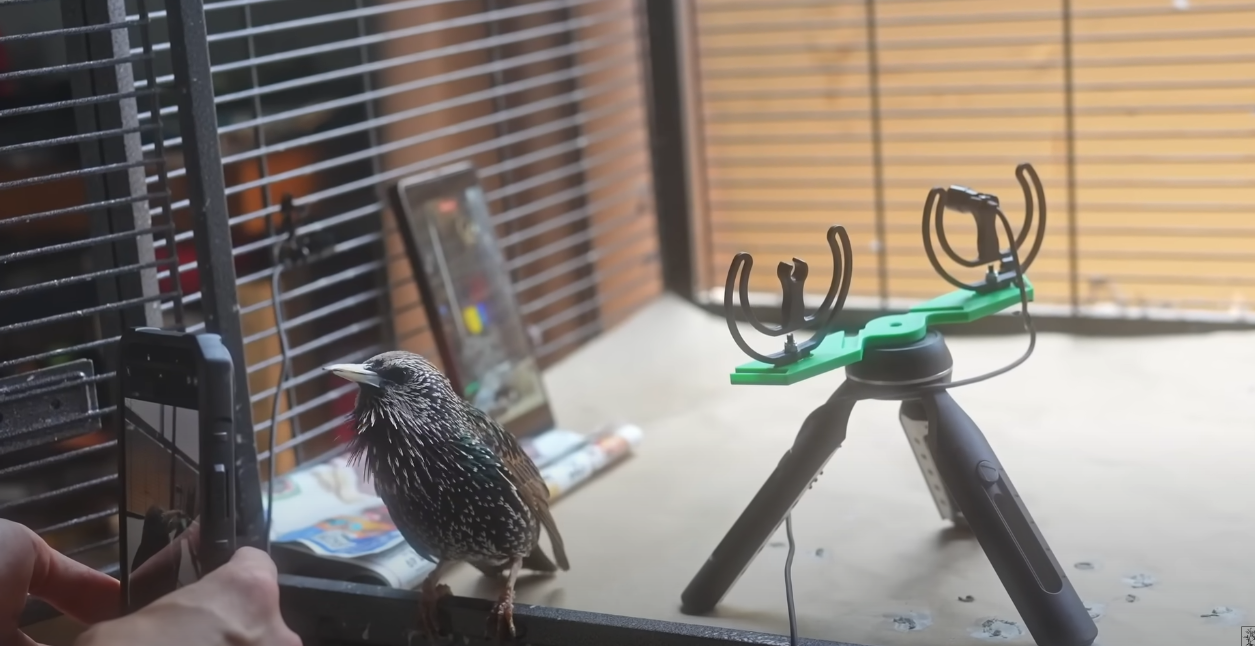 הזרזיר בעבודה עם בן ג’ורדן