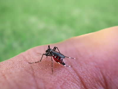 הרגע הזה שאתם מנסים להירדם ושומעים את ה"זזזזזז" המעצבן ליד האוזן