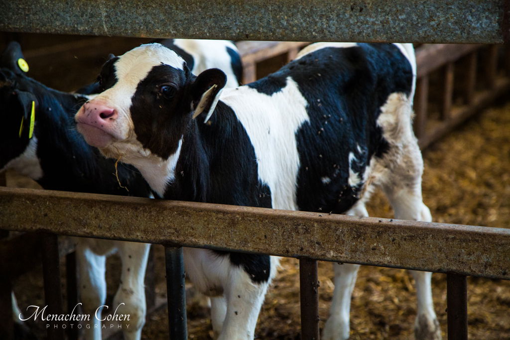 סמינריון "רבני התפוצות" היוקרתי לעשרות רבנים ומנהיגי קהילות מרחבי העולם